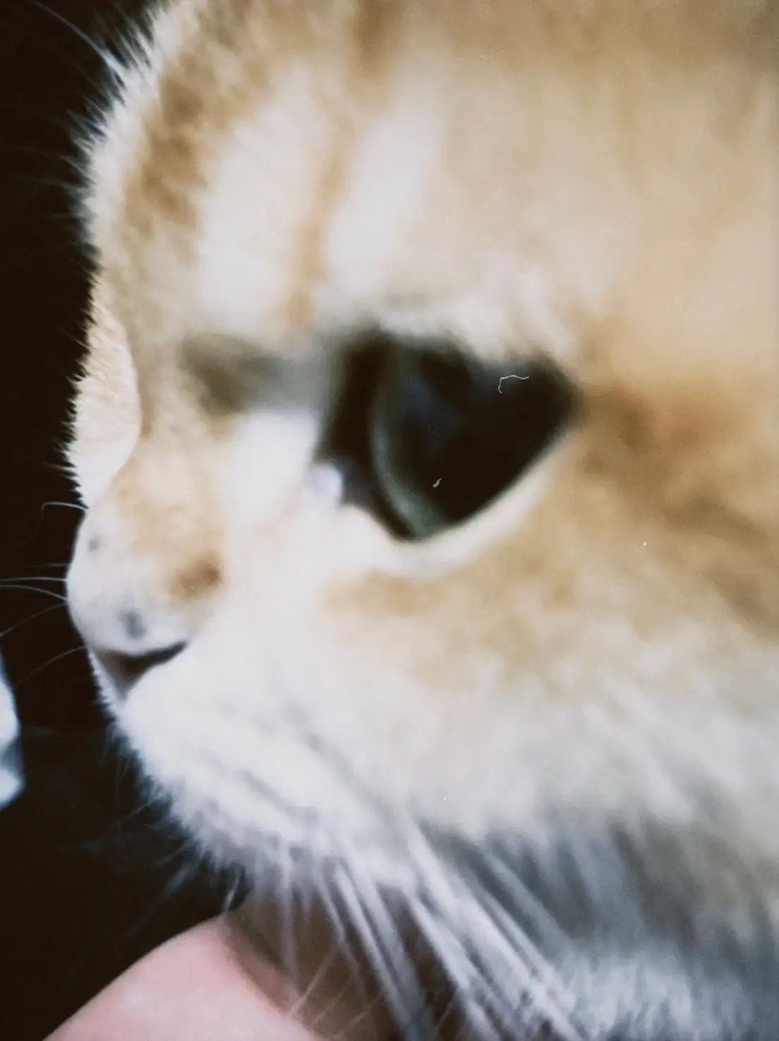 朋友家的可爱猫猫