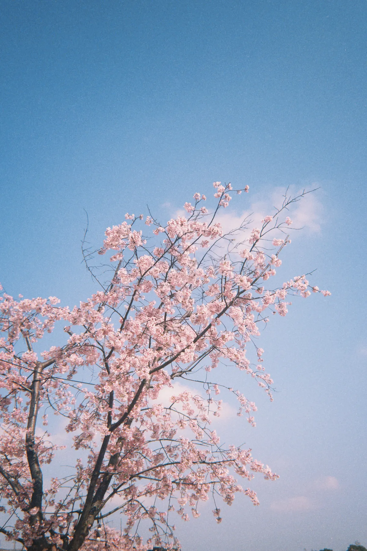 正值春天，去看看早樱