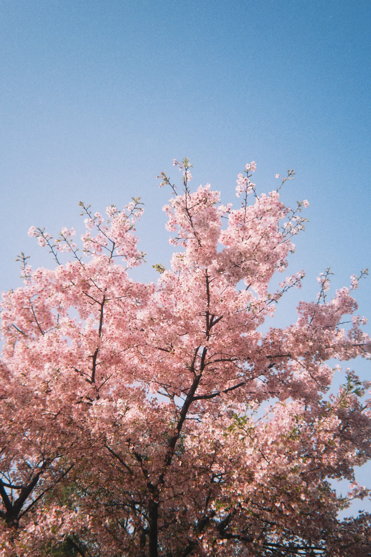 正值春天，去看看早樱