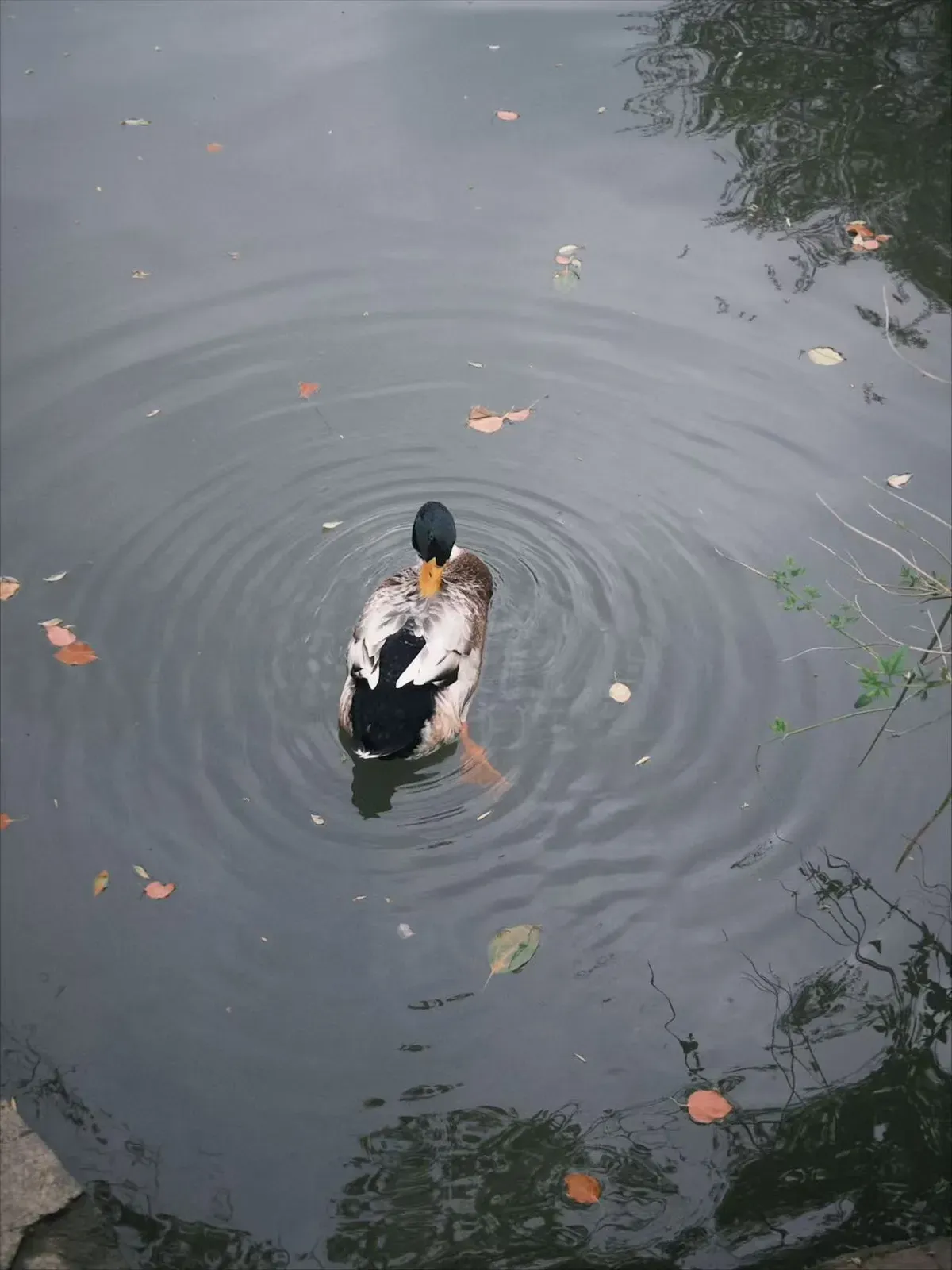 览书圣故里，观沈园，品黄酒，再从百草园到三味书屋