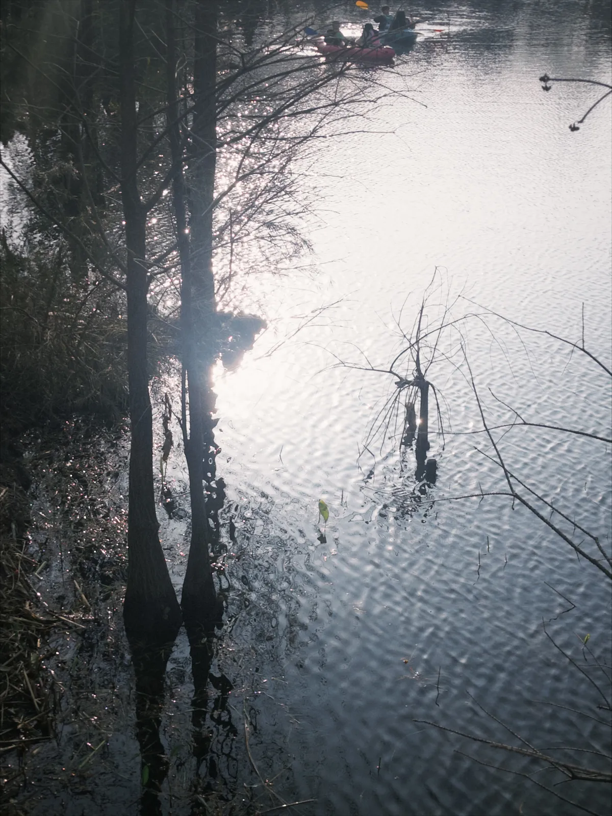 正值春天，去看看早樱