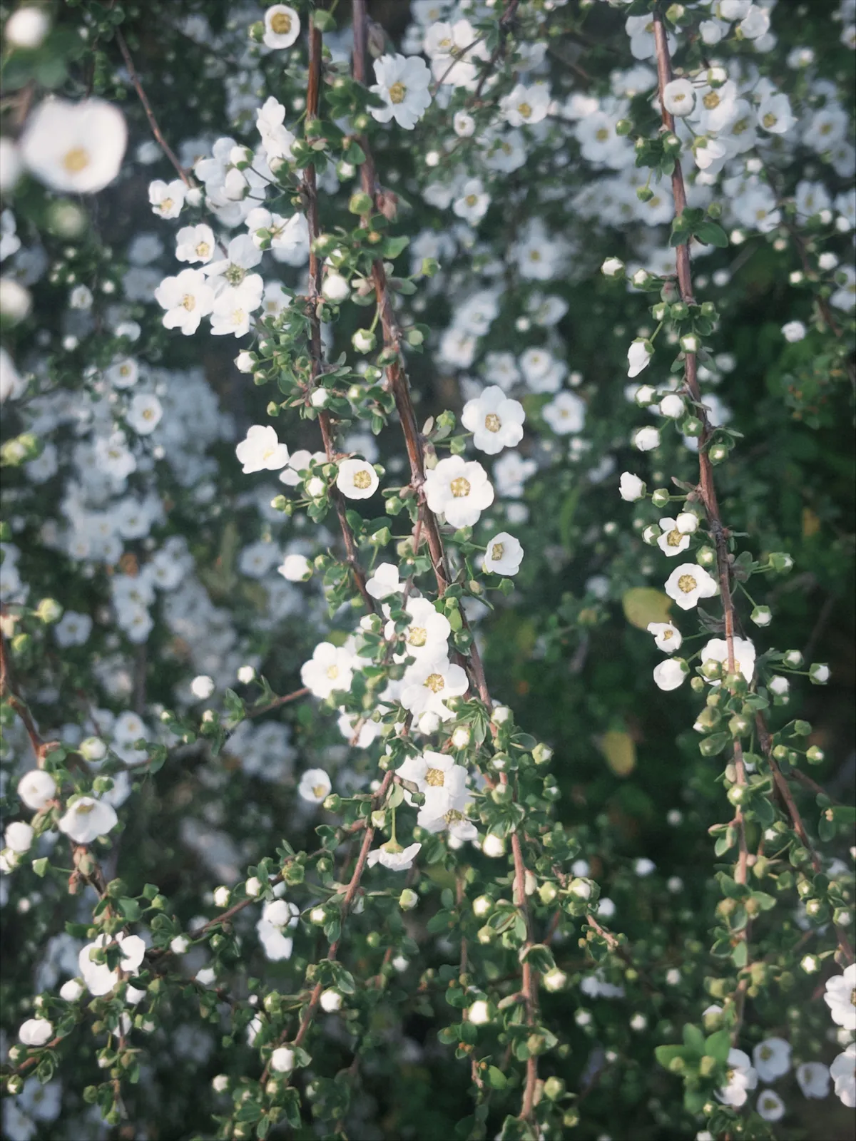 正值春天，去看看早樱