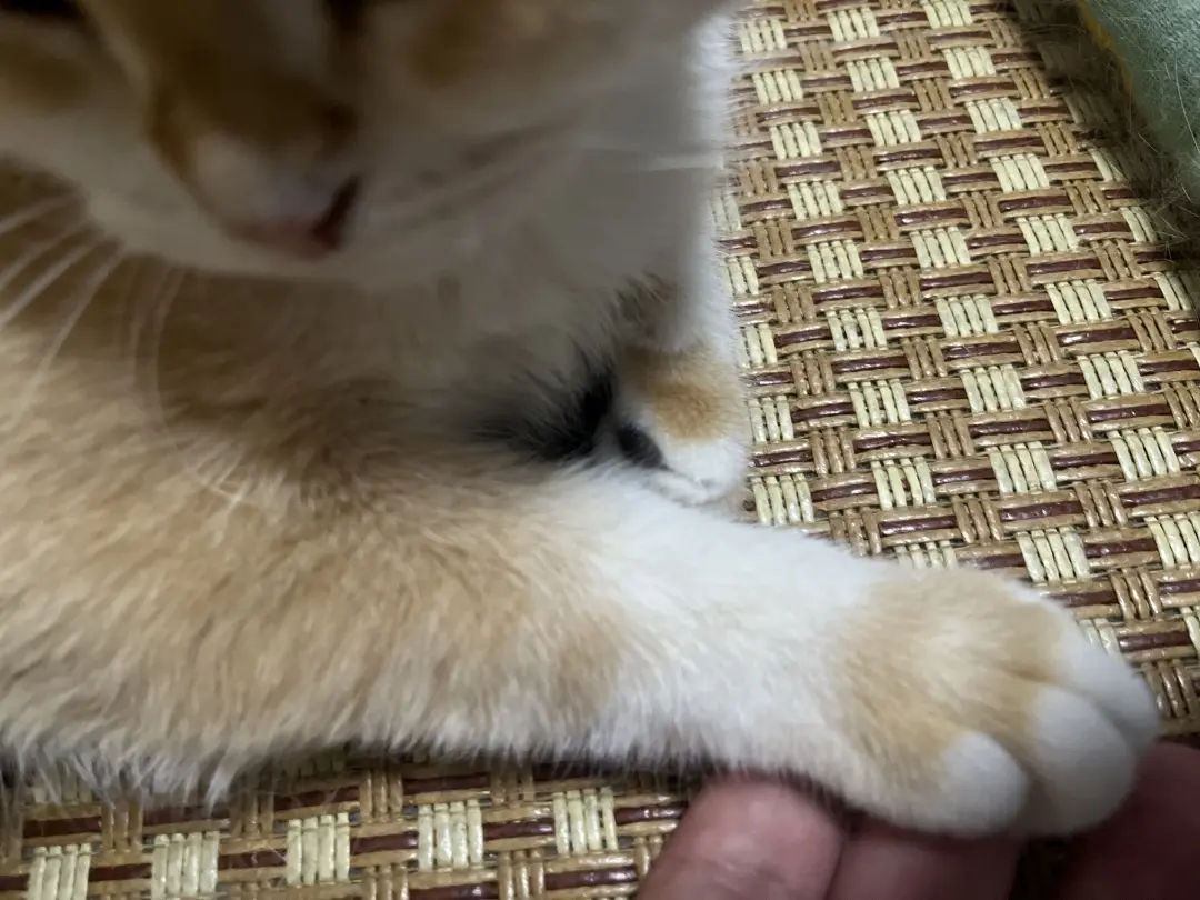 朋友家的可爱猫猫