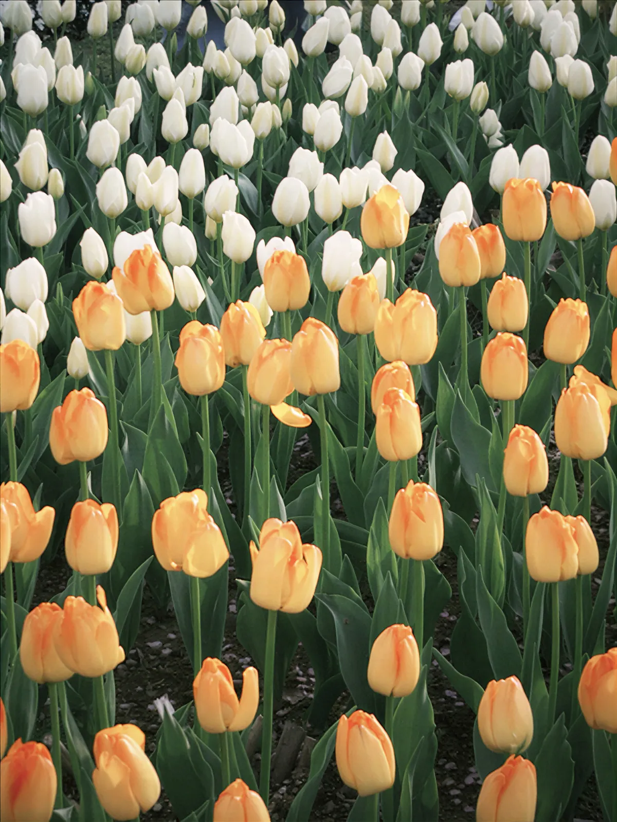 正值春天，去看看早樱